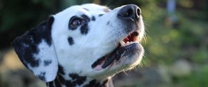 Preview wallpaper dalmatian, dog, muzzle, spotted