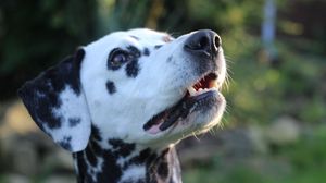 Preview wallpaper dalmatian, dog, muzzle, spotted