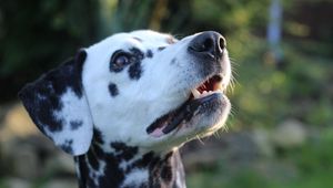 Preview wallpaper dalmatian, dog, muzzle, spotted