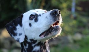 Preview wallpaper dalmatian, dog, muzzle, spotted