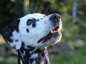 Preview wallpaper dalmatian, dog, muzzle, spotted