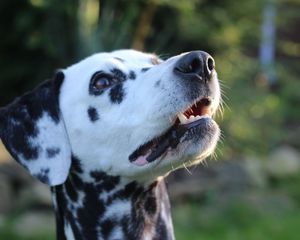 Preview wallpaper dalmatian, dog, muzzle, spotted