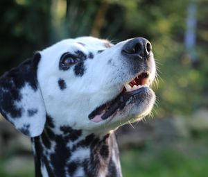 Preview wallpaper dalmatian, dog, muzzle, spotted