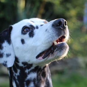 Preview wallpaper dalmatian, dog, muzzle, spotted