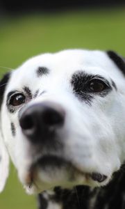 Preview wallpaper dalmatian, dog, muzzle, spotted