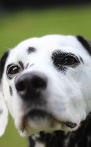 Preview wallpaper dalmatian, dog, muzzle, spotted