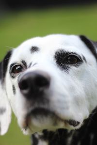 Preview wallpaper dalmatian, dog, muzzle, spotted