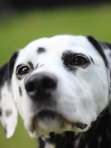 Preview wallpaper dalmatian, dog, muzzle, spotted