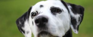 Preview wallpaper dalmatian, dog, muzzle, spotted