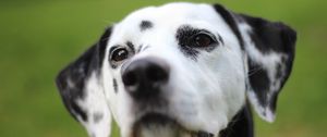 Preview wallpaper dalmatian, dog, muzzle, spotted