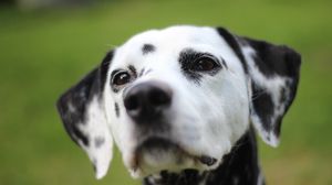 Preview wallpaper dalmatian, dog, muzzle, spotted