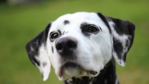 Preview wallpaper dalmatian, dog, muzzle, spotted