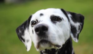 Preview wallpaper dalmatian, dog, muzzle, spotted