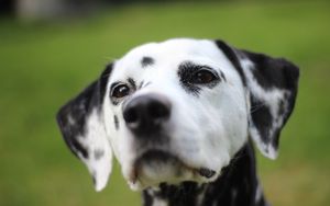 Preview wallpaper dalmatian, dog, muzzle, spotted