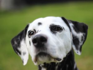 Preview wallpaper dalmatian, dog, muzzle, spotted