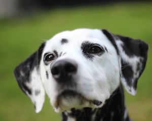 Preview wallpaper dalmatian, dog, muzzle, spotted