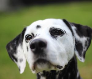 Preview wallpaper dalmatian, dog, muzzle, spotted