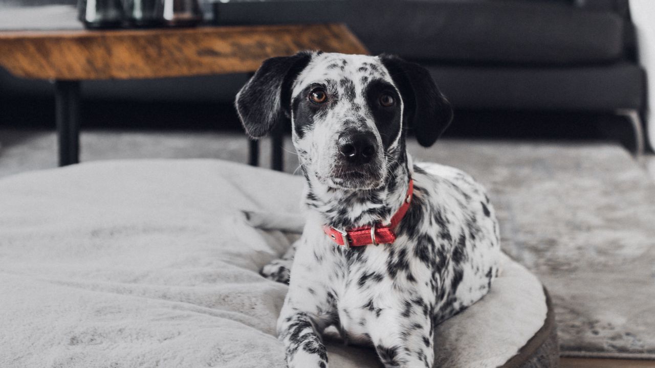 Wallpaper dalmatian, dog, pet, glance, room