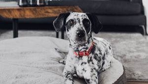 Preview wallpaper dalmatian, dog, pet, glance, room