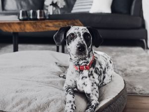 Preview wallpaper dalmatian, dog, pet, glance, room