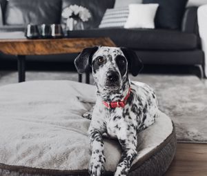 Preview wallpaper dalmatian, dog, pet, glance, room