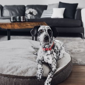Preview wallpaper dalmatian, dog, pet, glance, room