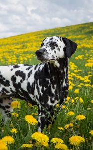 Preview wallpaper dalmatian, dog, pet, dandelions, flowers, field