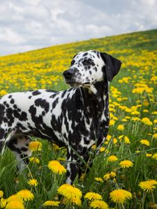 Preview wallpaper dalmatian, dog, pet, dandelions, flowers, field