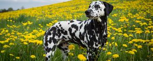 Preview wallpaper dalmatian, dog, pet, dandelions, flowers, field