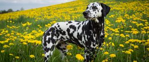 Preview wallpaper dalmatian, dog, pet, dandelions, flowers, field