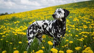 Preview wallpaper dalmatian, dog, pet, dandelions, flowers, field