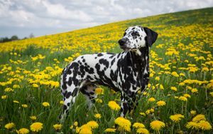 Preview wallpaper dalmatian, dog, pet, dandelions, flowers, field