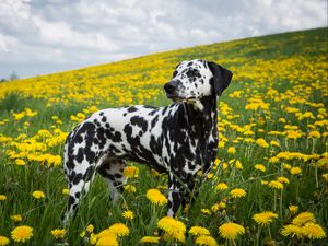 Preview wallpaper dalmatian, dog, pet, dandelions, flowers, field