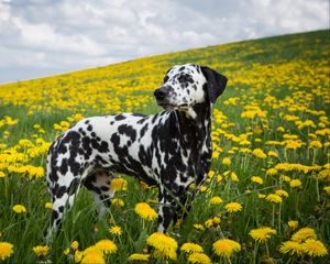 Preview wallpaper dalmatian, dog, pet, dandelions, flowers, field