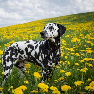 Preview wallpaper dalmatian, dog, pet, dandelions, flowers, field