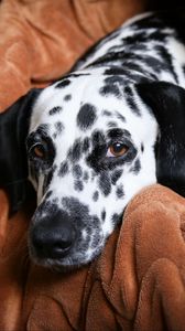 Preview wallpaper dalmatian, dog, pet, plaid