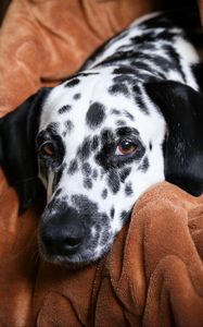 Preview wallpaper dalmatian, dog, pet, plaid