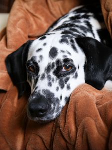 Preview wallpaper dalmatian, dog, pet, plaid