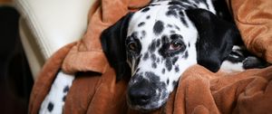 Preview wallpaper dalmatian, dog, pet, plaid