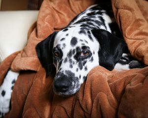 Preview wallpaper dalmatian, dog, pet, plaid