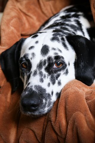 320x480 Wallpaper dalmatian, dog, pet, plaid