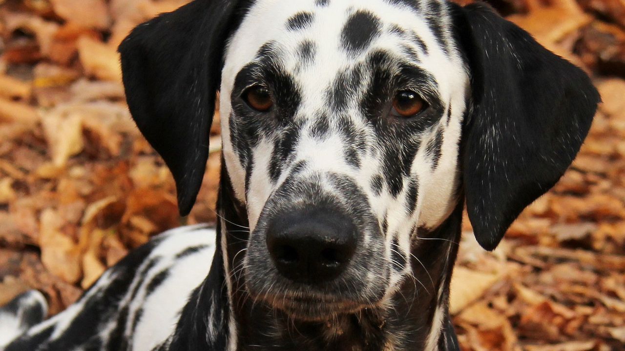 Wallpaper dalmatian, dog, pet, autumn