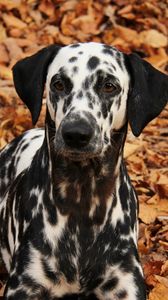 Preview wallpaper dalmatian, dog, pet, autumn