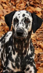 Preview wallpaper dalmatian, dog, pet, autumn