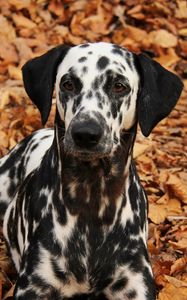 Preview wallpaper dalmatian, dog, pet, autumn