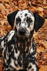 Preview wallpaper dalmatian, dog, pet, autumn