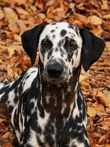 Preview wallpaper dalmatian, dog, pet, autumn