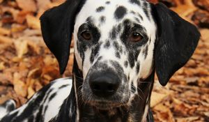 Preview wallpaper dalmatian, dog, pet, autumn