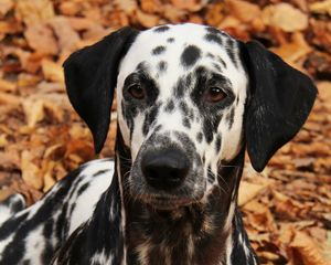 Preview wallpaper dalmatian, dog, pet, autumn