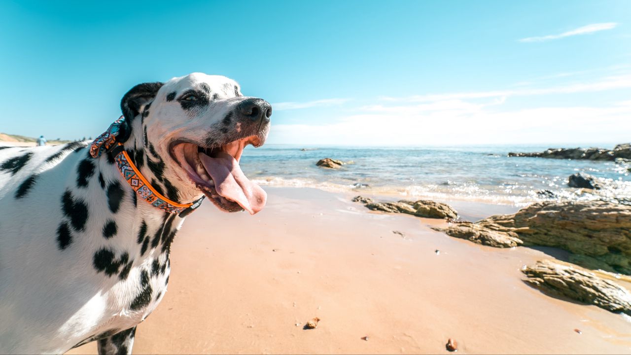 Wallpaper dalmatian, dog, protruding tongue, collar